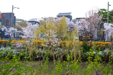 The landscape of beautiful spring field and cherry blossom.