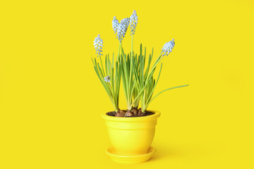 Pot with blooming grape hyacinth plant (Muscari) on yellow background