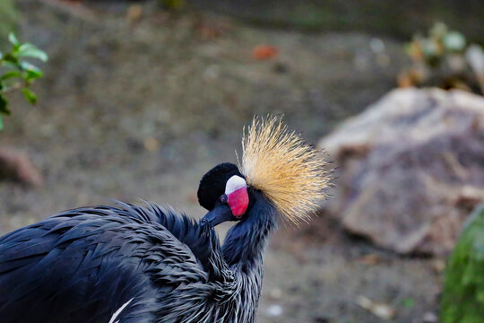An African black crowned crane's side profile.