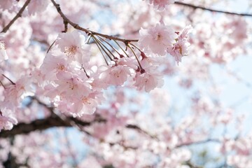満開の桜