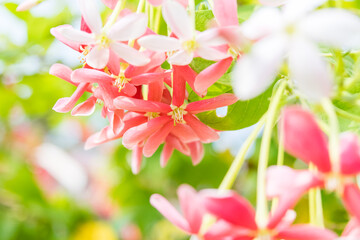 Pink Bouquet of Quisqualis Indica