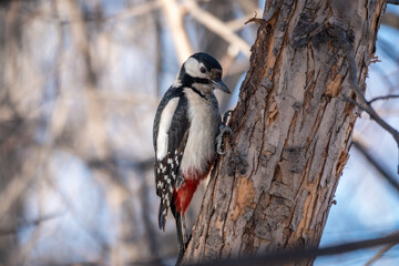 Little woodpecker sits on a tree trunk. The great spotted woodpecker, Dendrocopos major