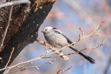 Fototapeta premium European long-tailed tit, latin name Aegithalos caudatus. A bird sitting on a branch in a deciduous forest.