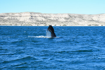 Fototapeta premium Ballena franca austral