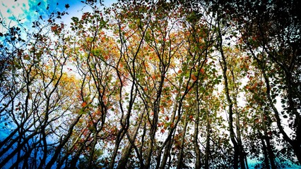 Obraz premium sunset in the forest