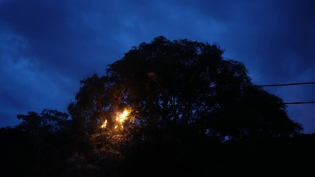 Burning of electric wire near the tree in dusk hour