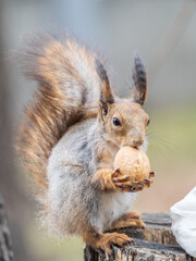 Fototapeta premium A squirrel with a nut sits on a stump in spring or summer.