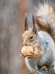 Naklejka na ściany i meble A squirrel with a nut sits on a stump in spring or summer.