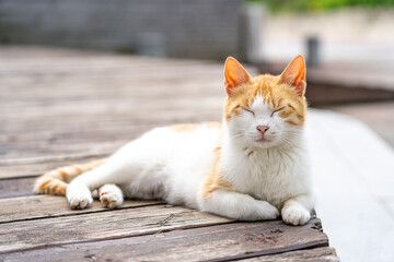 Sleeping Cat 낮잠자는 냥이