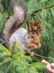 Squirrel with decoration on the head and with nut sits on a fir branches in the spring or summer.