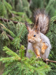 The squirrel sits on a fir branches in the spring or summer.