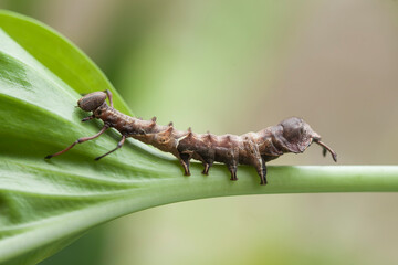 Unique Caterpillar on Plant