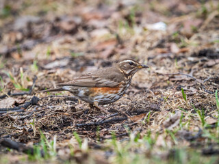 Wood bird Redwing, Turdus iliacus, on a sprng lawn.