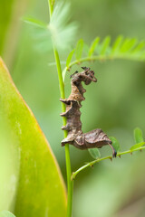 Fototapeta premium Unique Caterpillar on Plant