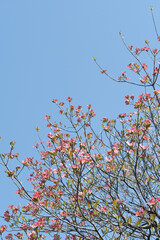 ピンク色の花　ハナミズキ