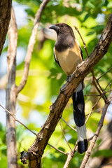 Obraz premium Image of Rufous Treepie ( Dendrocitta vagabunda) on the tree branch on nature background. Bird. Animals.