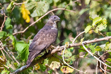 Image of oriental honey buzzard bird on a tree branch on nature background. Hawk. Animals.