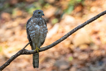 Image of Shikra Bird ( Accipiter badius) on a tree branch on nature background. Hawk. Animals.