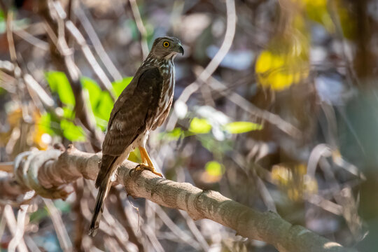 Image of Shikra Bird ( Accipiter badius) on a tree branch on nature background. Hawk. Animals.