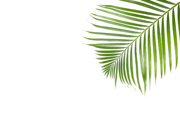 Green leaf of palm tree isolated on white background. Copy space.