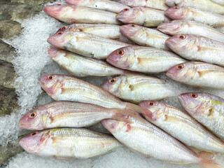 Fresh raw sea fish (THREADFIN BREAM), sold in the market bazar. The breams are catch and display on cool ice background.