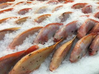 Frozen raw Red Tilapia, sold in the market bazar. The fishes are catch and display on cool ice background.