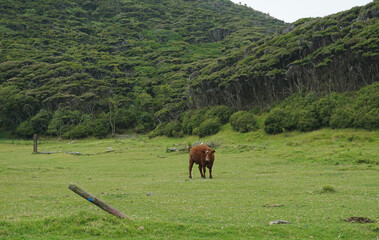 Naklejka premium The View Around East Cape Lighthouse in Te Araroa, New Zealand.