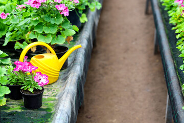 Organic greenhouse. Young plants growing in plant in commercial greenhouse.Gardening concept with...
