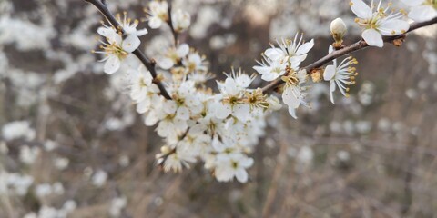 branches in spring
