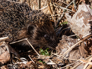 Close-up shot of the adult European hedgehog (Erinaceus europaeus) with focus on face and eye in spring awaken after winter. Beautiful animal and forest scenery