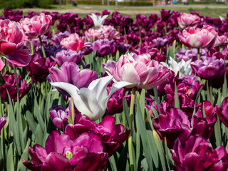 Group of large, showy and brightly colored - pink and purple tulip (tulipa) flowers in bright sunlight. Spring-blooming flowers