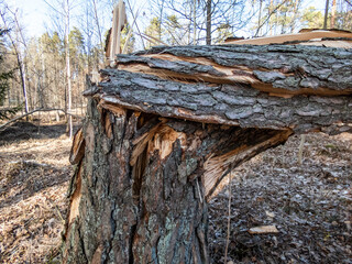 Close-up view of big, broken tree trunk after wind storm with structural damage, split and cracks in spring in the forest