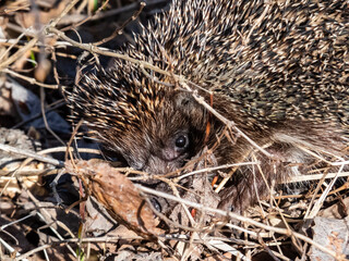 Close-up shot of the adult European hedgehog (Erinaceus europaeus) with focus on face and eye in spring awaken after winter. Beautiful animal and forest scenery