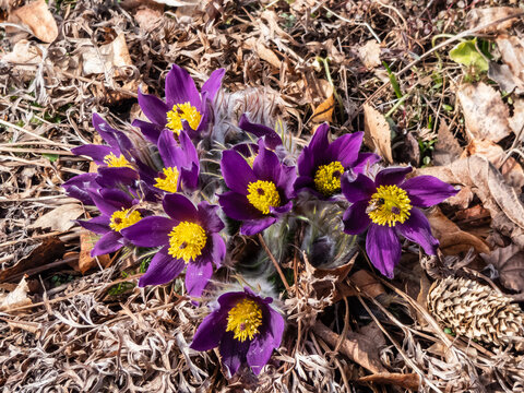Closeup shot of beautiful group of purple spring flowers Pasqueflower (Pulsatilla x gayeri Simonk.) with yellow center surrounded with dry leaves appearing in a flower bed in spring