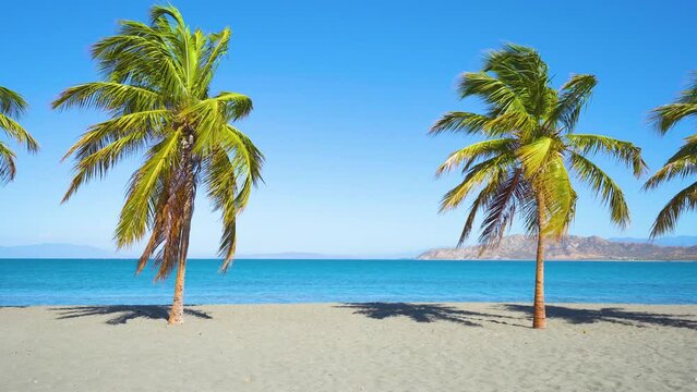 Green coconut palms on a Caribbean sea beach against a bright blue sky. Blue sea near the palm beach on a summer sunny day. Holidays in the wild nature of the tropical coast. Beautiful seascape.