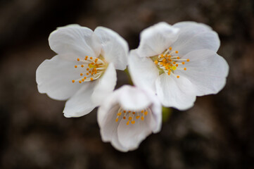 ソメイヨシノの近影