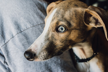 Whippet dog puppy face with blue eyes