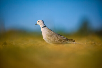 pigeon in the park, Dove, Ring-necked dove, Cape turtle dove, half-collared dove.