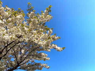 cherry blossoms in the sky