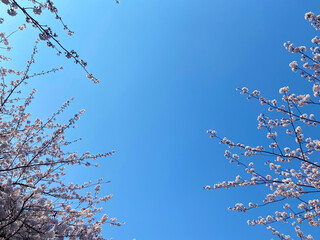 cherry blossoms in the sky