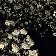 cherry blossoms in the night