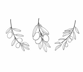 Olive branch line art engraved drawing. Vector etched illustration with olive leaves isolated on white background. Botanical sketch of mediterranean cuisine
