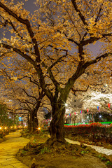 Obraz premium 都会の夜桜