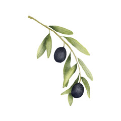 Olive branch watercolor drawing. Hand drawn illustration with olive leaves isolated on white background. Food of mediterranean cuisine