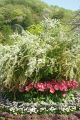 チューリップの花