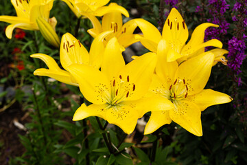 Fototapeta na wymiar Yellow flowers are large buds in the garden.