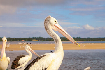 Fototapeta na wymiar Pelicans congregating at local fish cleaning facilities waiting to be fed by local fisherman at Tuncurry, NSW Australia