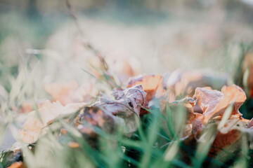 Close up of the green grass lawn and autumn foliage with sun beam, soft focus, copy space.