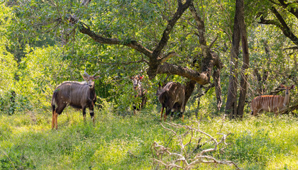 Weibliche und Männliche Nyala Antilope im Naturreservat Hluhluwe Nationalpark Südafrika