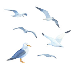 Obraz premium Watercolor Seabirds fly. Set of ocean gulls isolated on white background. Flock of seagulls